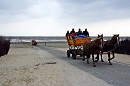 Wattwagenfahrt mit Pferdekutsche zur Insel Neuwerk