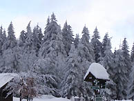 Thringer Wald im Winter