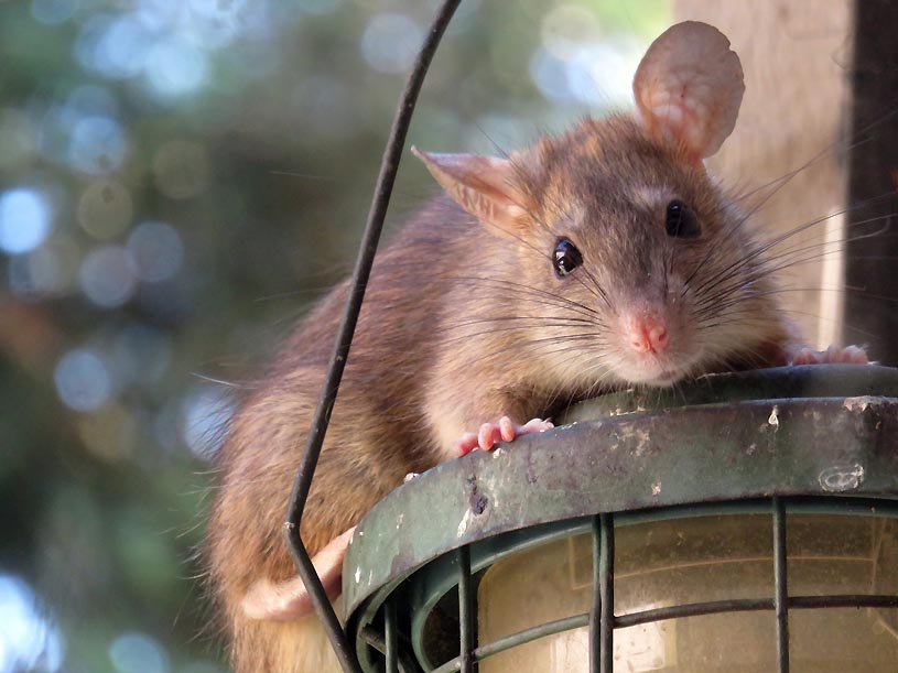 Close up von einer braunen Ratte in Freiheit.