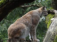 Luchs