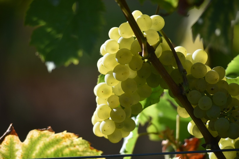 Rieslingtrauben