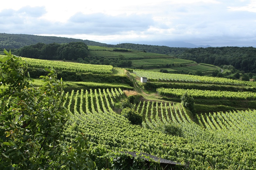 Weinberge am Kaiserstuhl