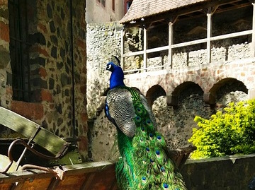 Schloss Bdingen
