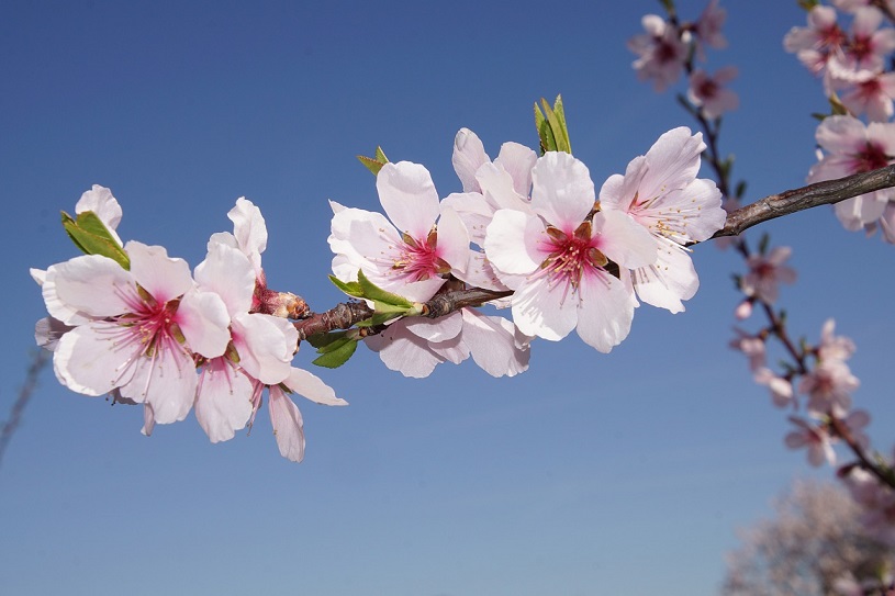 Mandelblüte