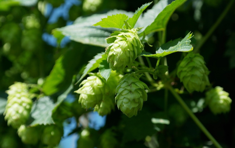 Hopfen