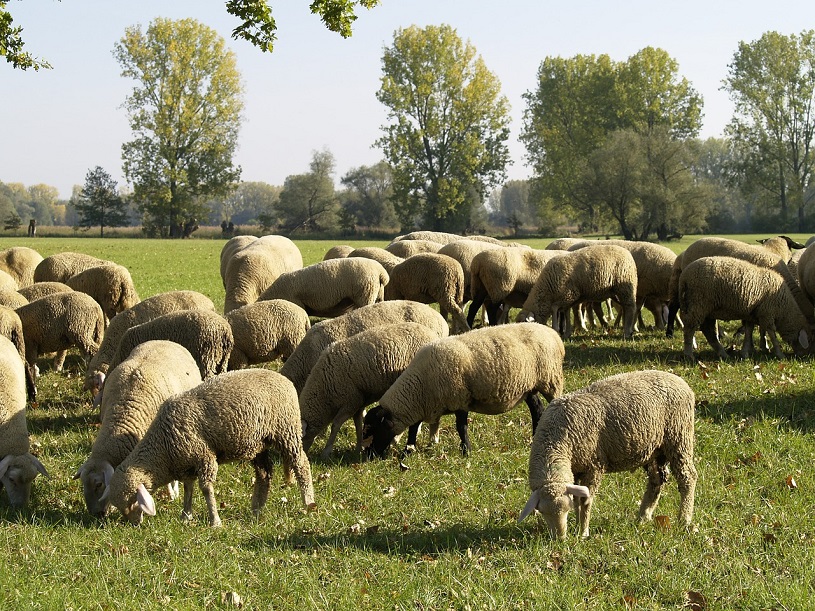 Schafherde im Naturschutzgebiet Biedensand