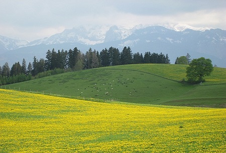Allgu