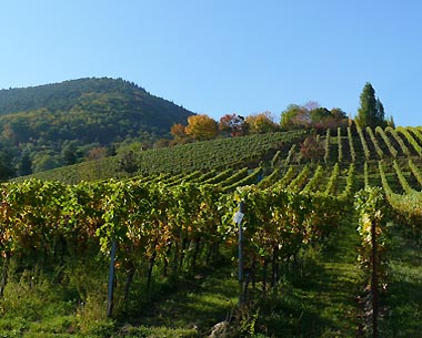 Schlossberg in Burrweiler