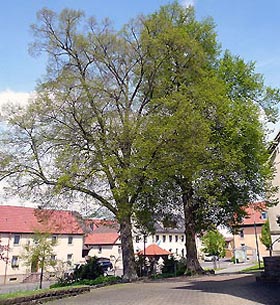 Zwei Dorflinden im Ortsteil Langendorf