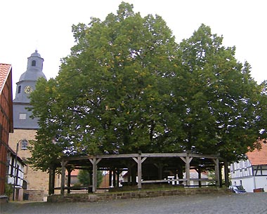 Dorflinde im Ortsteil Sebbeterode