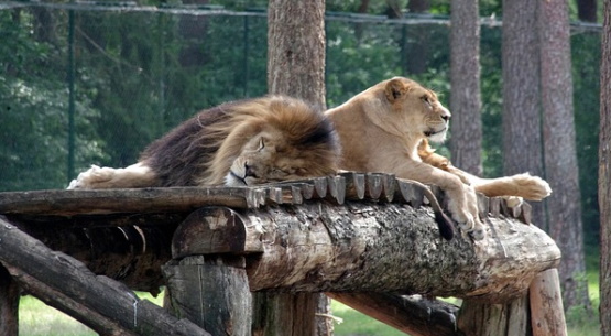 Serengeti-Park Hodenhagen