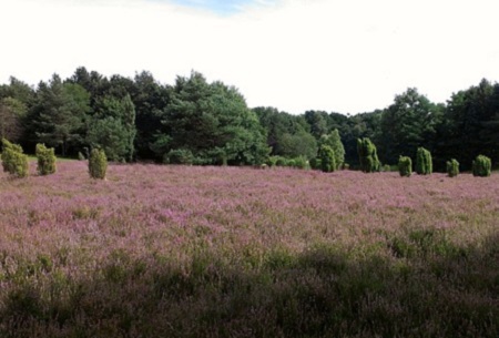 Lneburger Heide