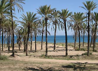 Palmen am Strand