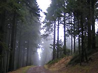 Thringer Wald