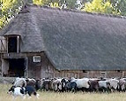 Heidschnuckenherde
