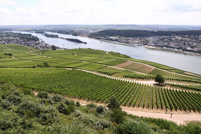 Weinbau in Rdesheim