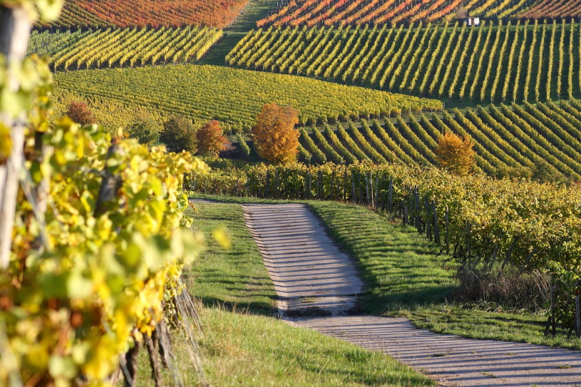 Weinberge im Herbst