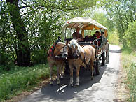 Kremserfahrt durch den Spreewald