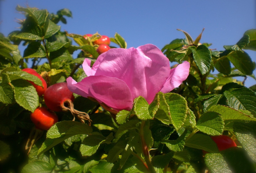 Blüte der Heckenrose (Rosa canina)