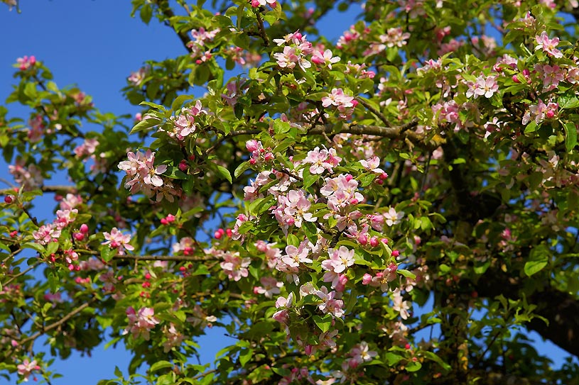 Apfelbaumblte
