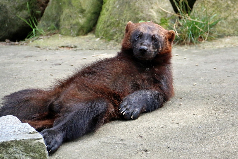 Br im Wildpark Lneburger Heide