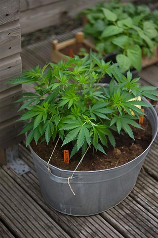 Cannabis