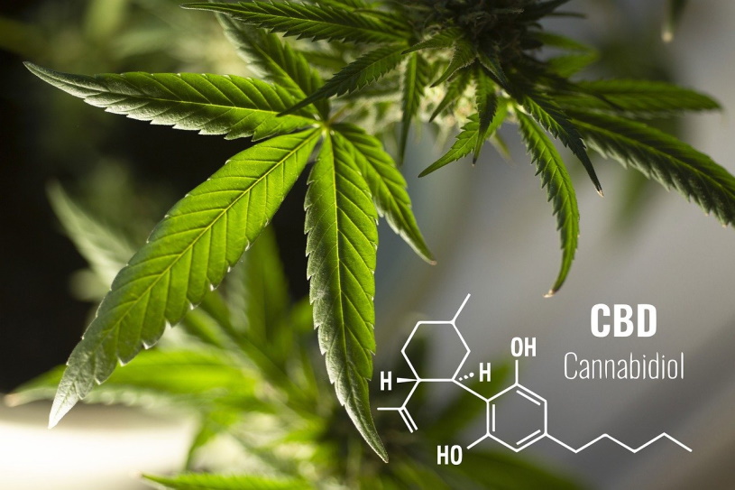 Cannabis - Hanfpflanze