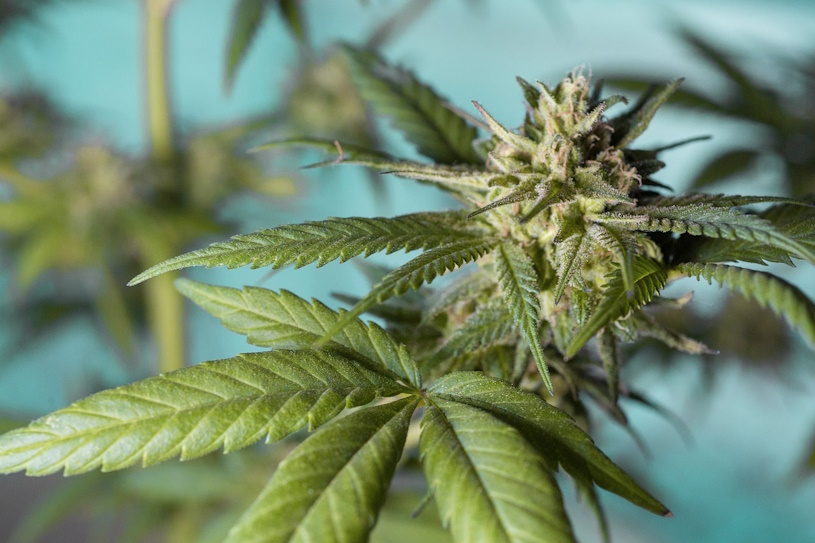 Cannabis