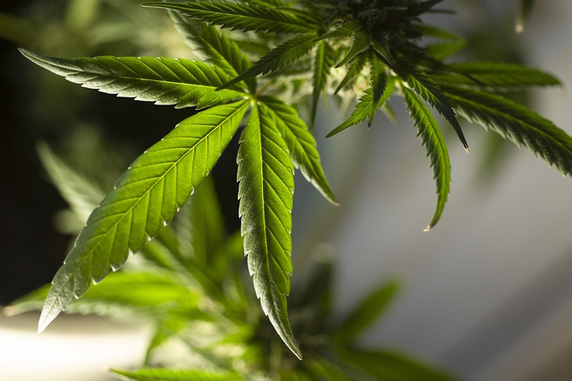 Cannabis