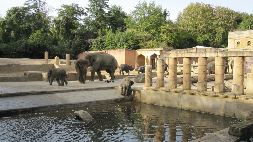 Elefanten im Zoo Hannover