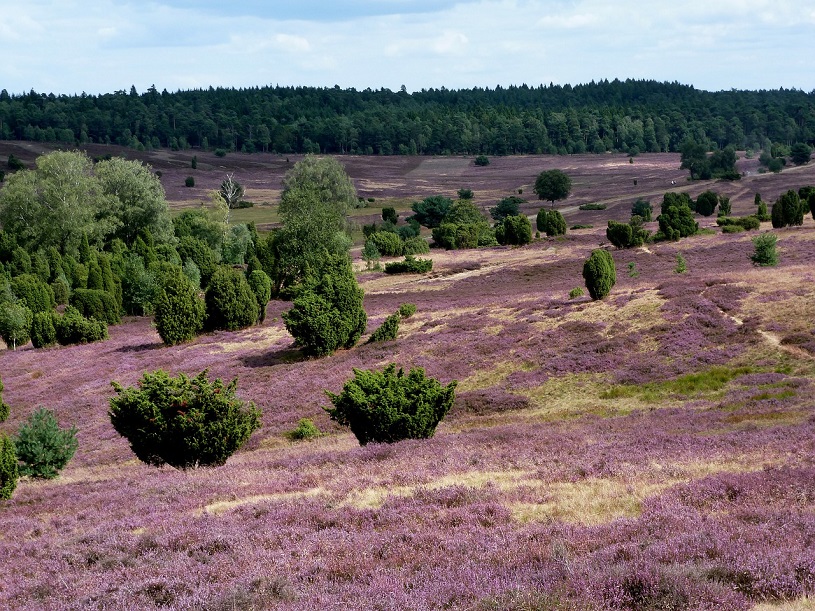 Lneburger Heide