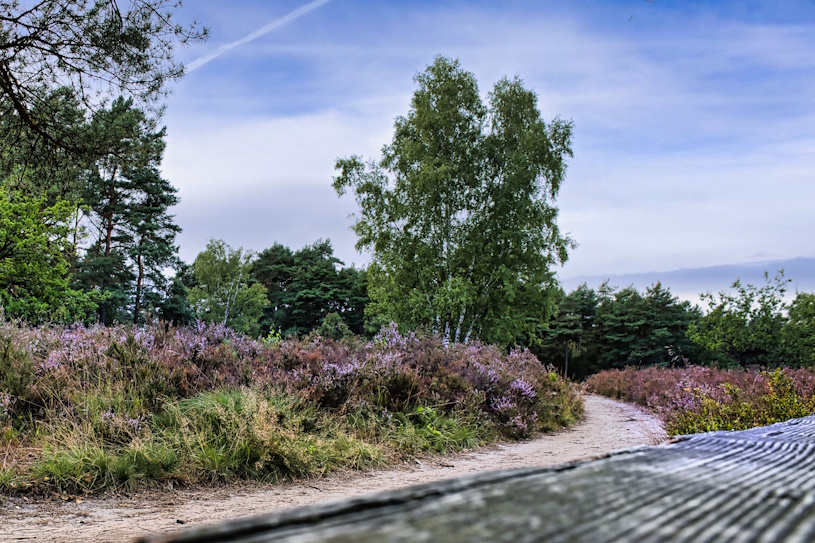Sattes Grün und blühende violette Heide Sattes Grün und blühende violette Heide