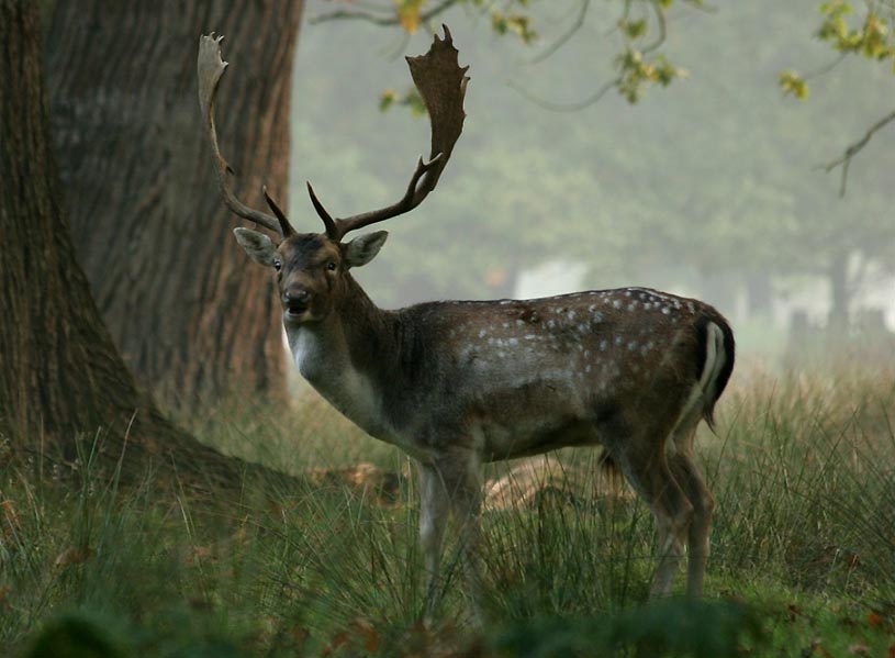 Hirsch