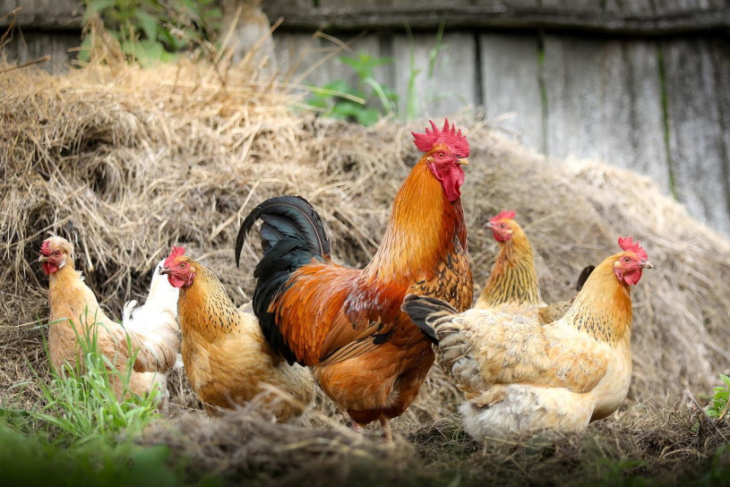 Hühner auf einem Bauernhof