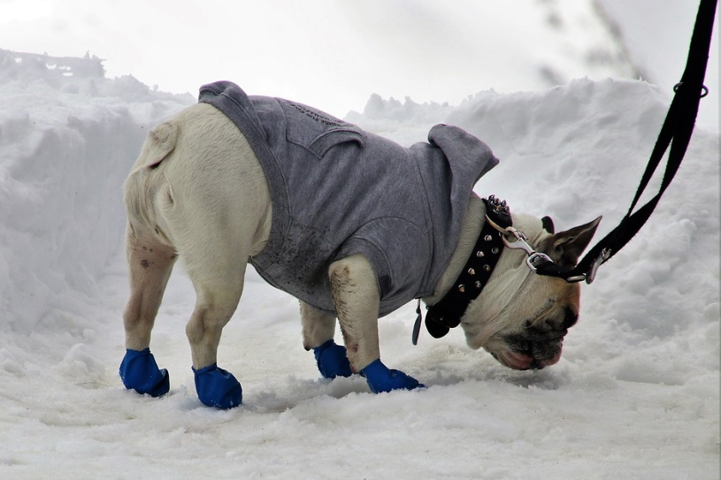 Hund mit Schuhen und Jacke