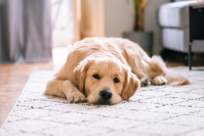 Labrador