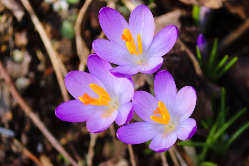 Krokus