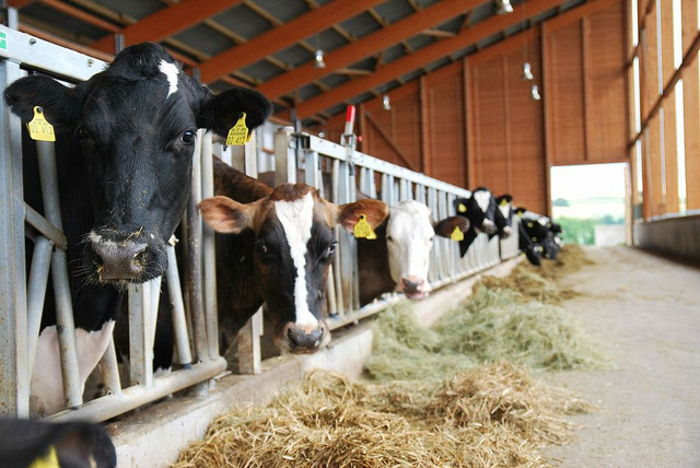 Kuhstall_Biogas Tour