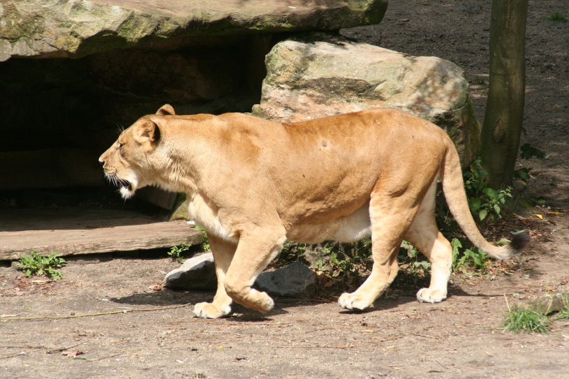 Lwin im Zoo