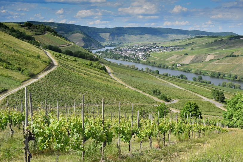 Weinberge an der Mosel