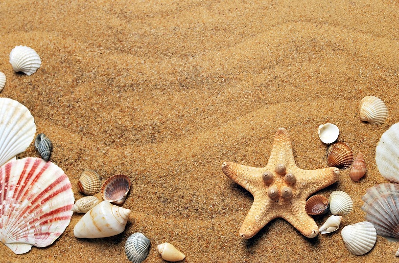 Muscheln im Sand