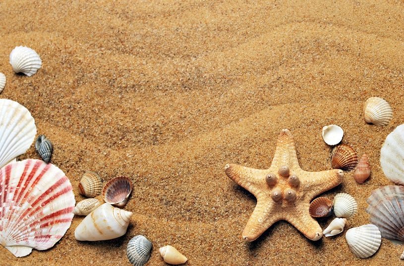 Muscheln im Sand