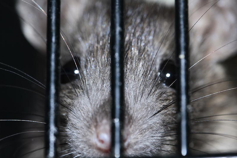 Ratte in einem Keller.