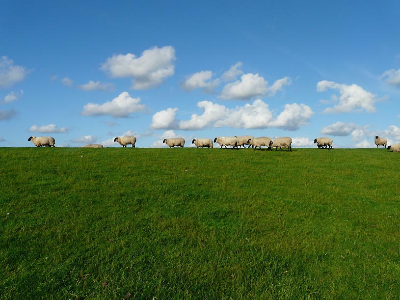 Schafherde im Naturschutzgebiet Biedensand