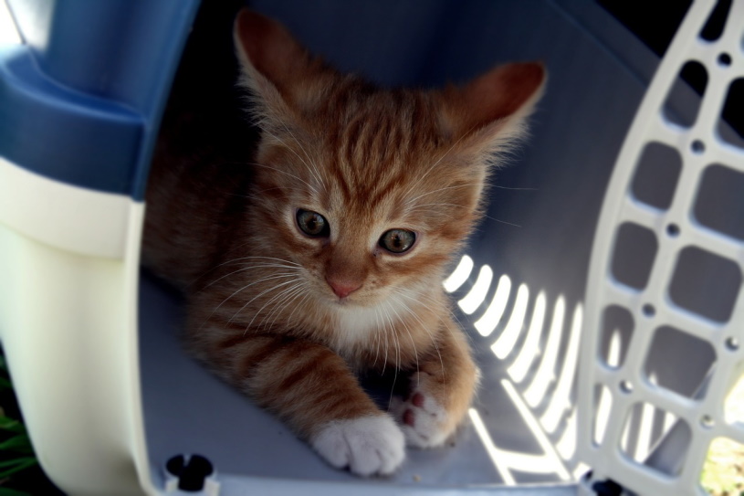 Kleine Katze in einer Transportbox