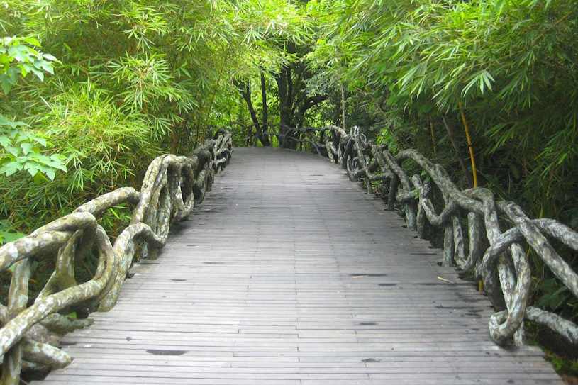 Brcke im Wald