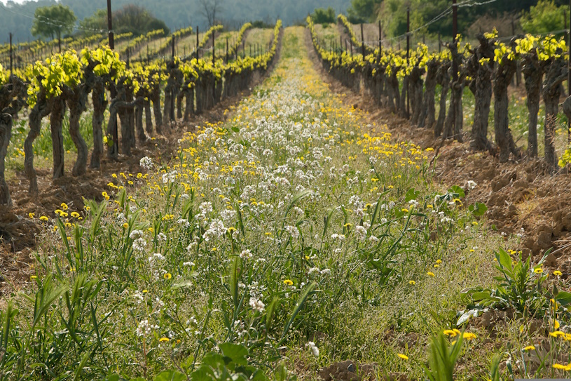 Weinbau