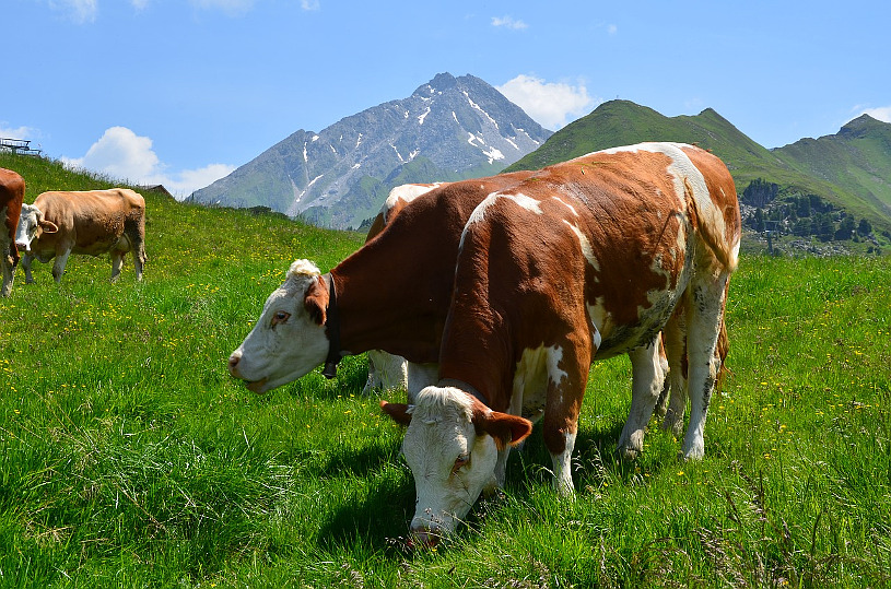 Khe auf der Alm