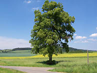 Landschaft bei Angersbach