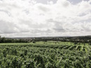 Weinberge